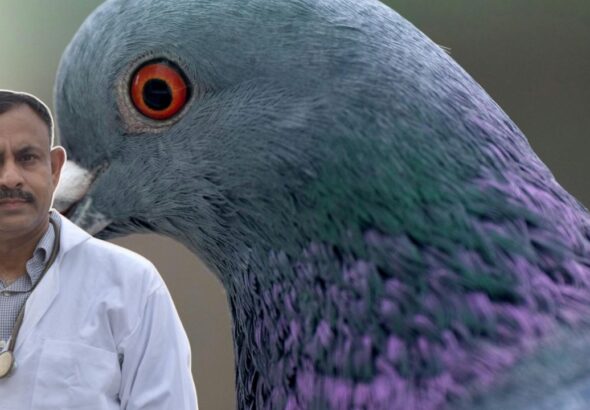 pigeon panting in summer