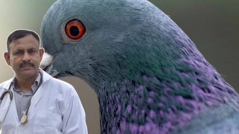 pigeon panting in summer