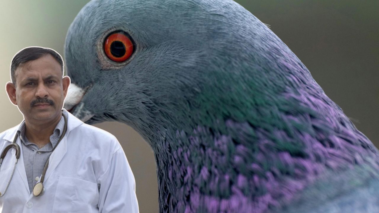 pigeon panting in summer