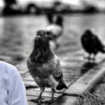 pigeon rain prediction