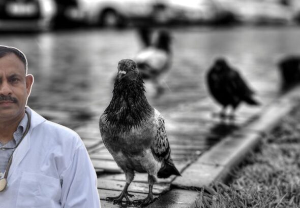 pigeon rain prediction