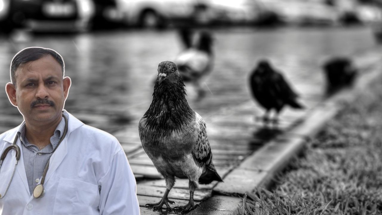 pigeon rain prediction