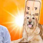 summer dog care