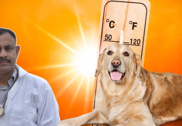 summer dog care