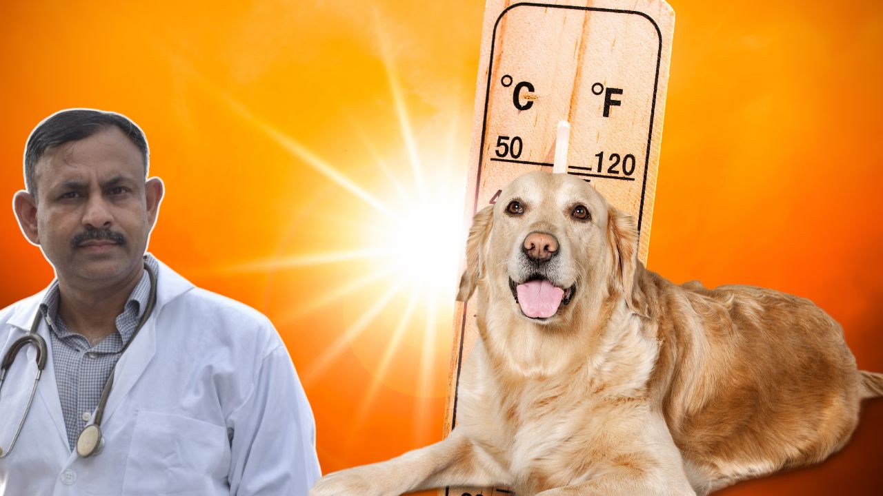 summer dog care