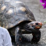 turtle facts