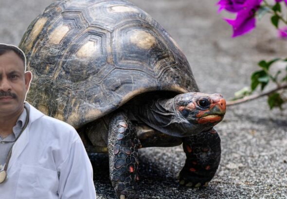 turtle facts