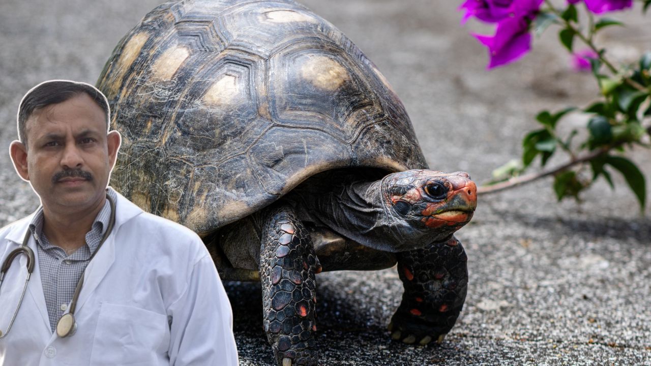 turtle facts