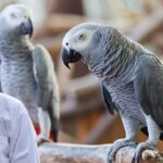 African Grey Parrot