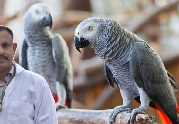 African Grey Parrot