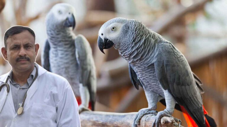 African Grey Parrot