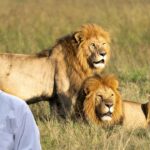 Asiatic Lion vs African Lion