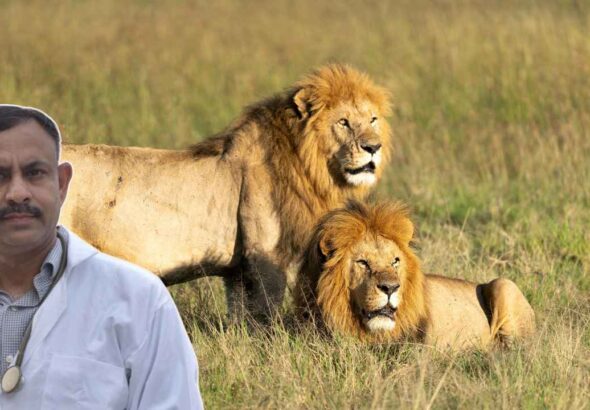 Asiatic Lion vs African Lion