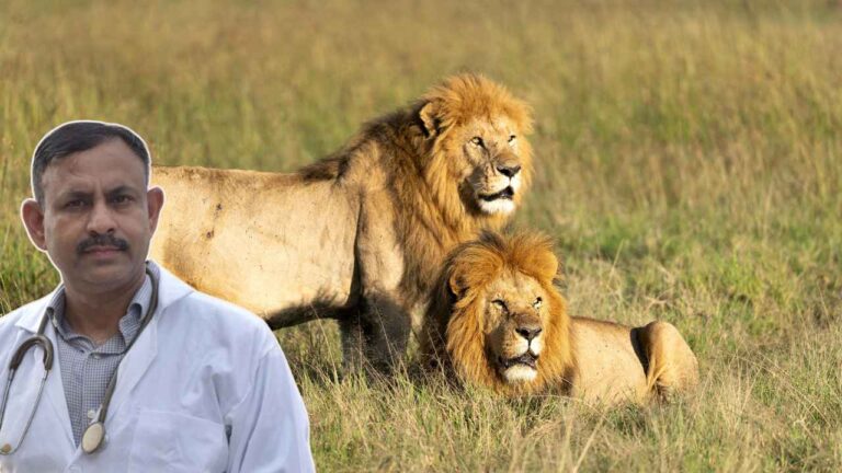 Asiatic Lion vs African Lion