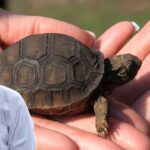 Beginner Turtle Guide