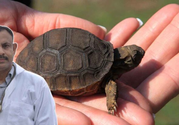 Beginner Turtle Guide