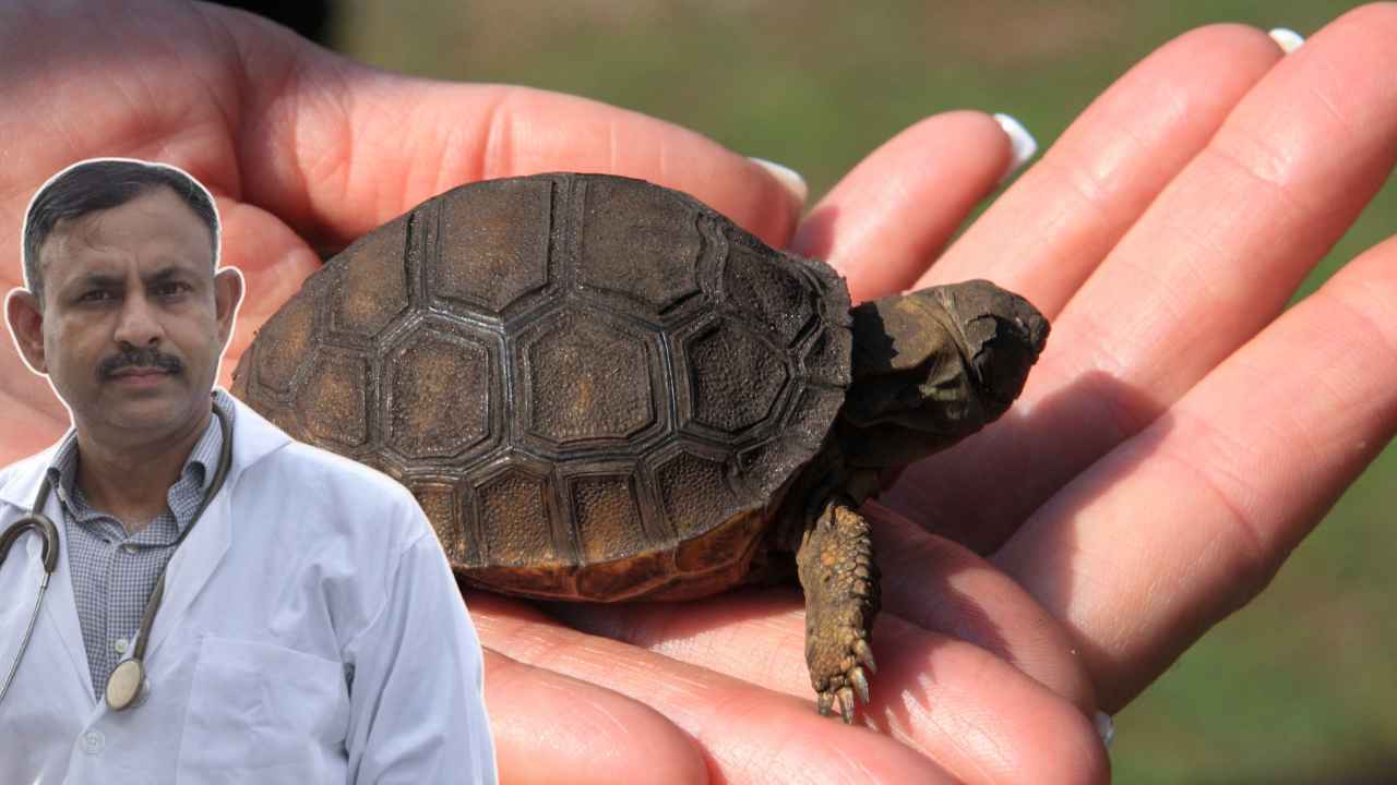 Beginner Turtle Guide