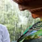 Budgerigar care in rain
