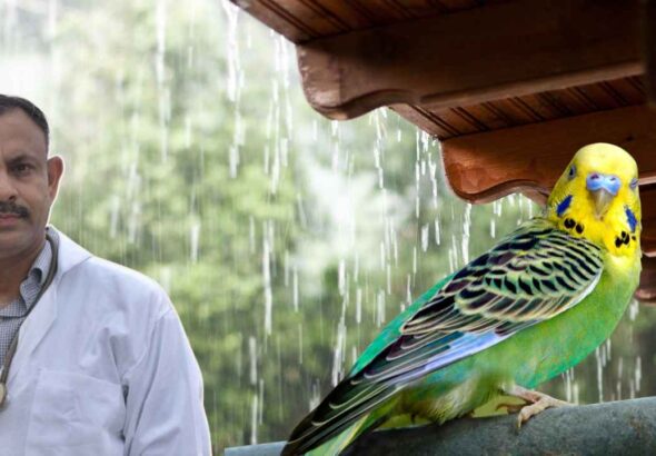 Budgerigar care in rain
