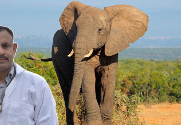 Elephant Fact