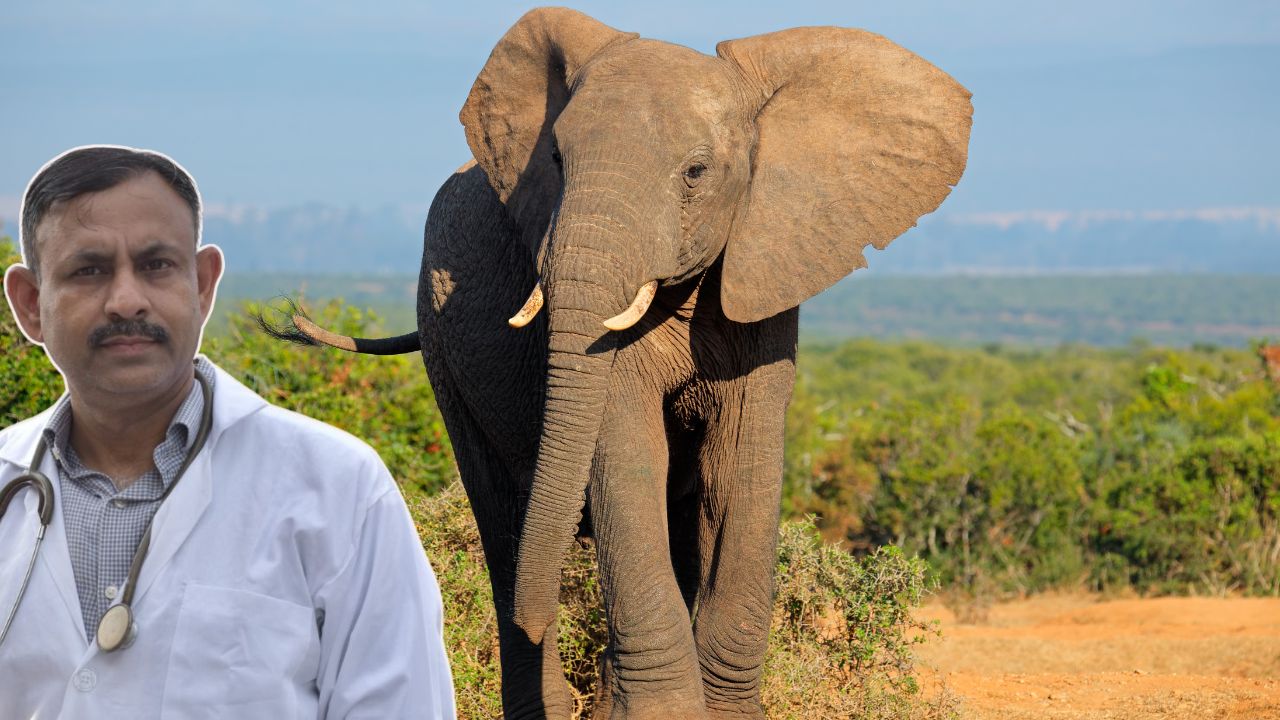 Elephant Fact