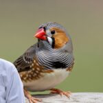 Finch