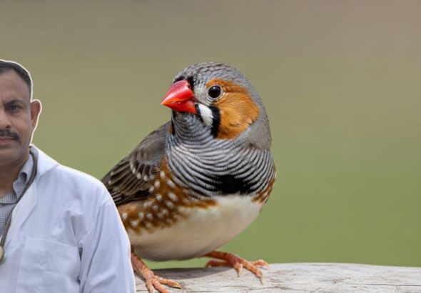 Finch