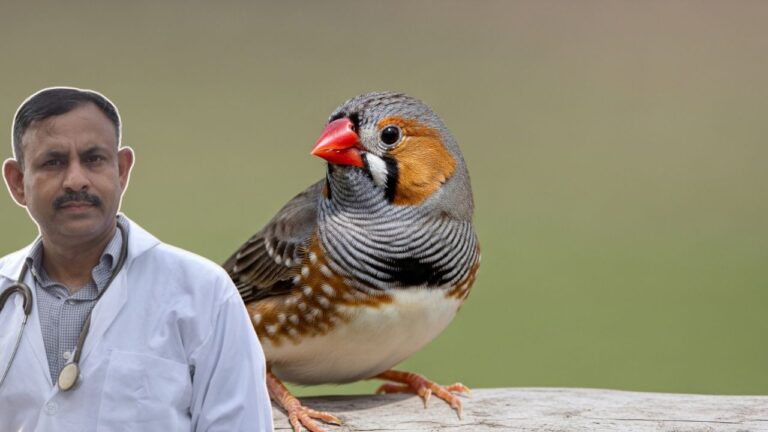 Finch