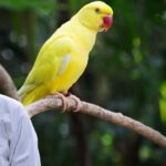 Indian Ringneck Parakeet