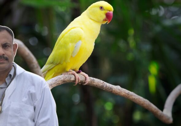 Indian Ringneck Parakeet