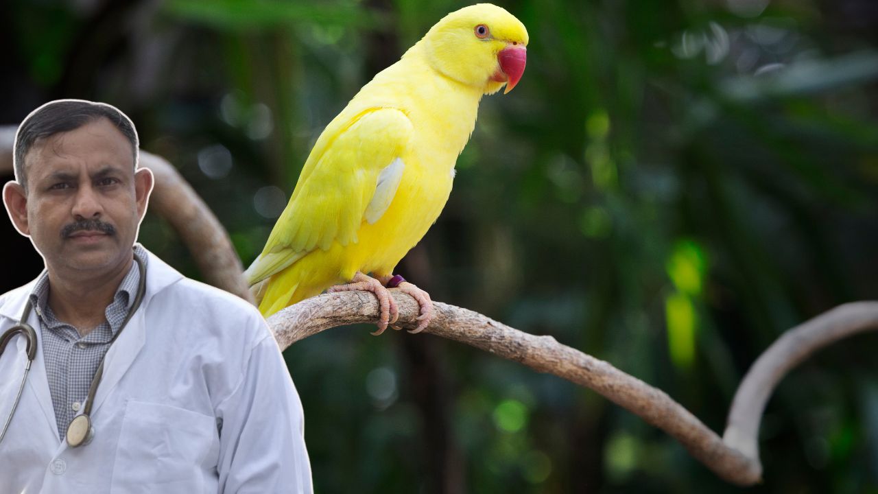 Indian Ringneck Parakeet