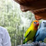 Lovebird Health Care in Rain