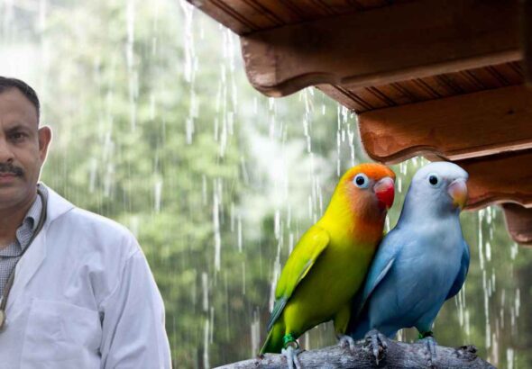 Lovebird Health Care in Rain