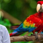 Macaw Parrot