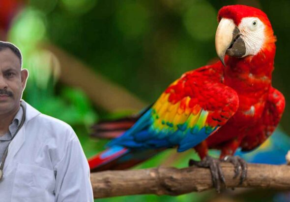 Macaw Parrot