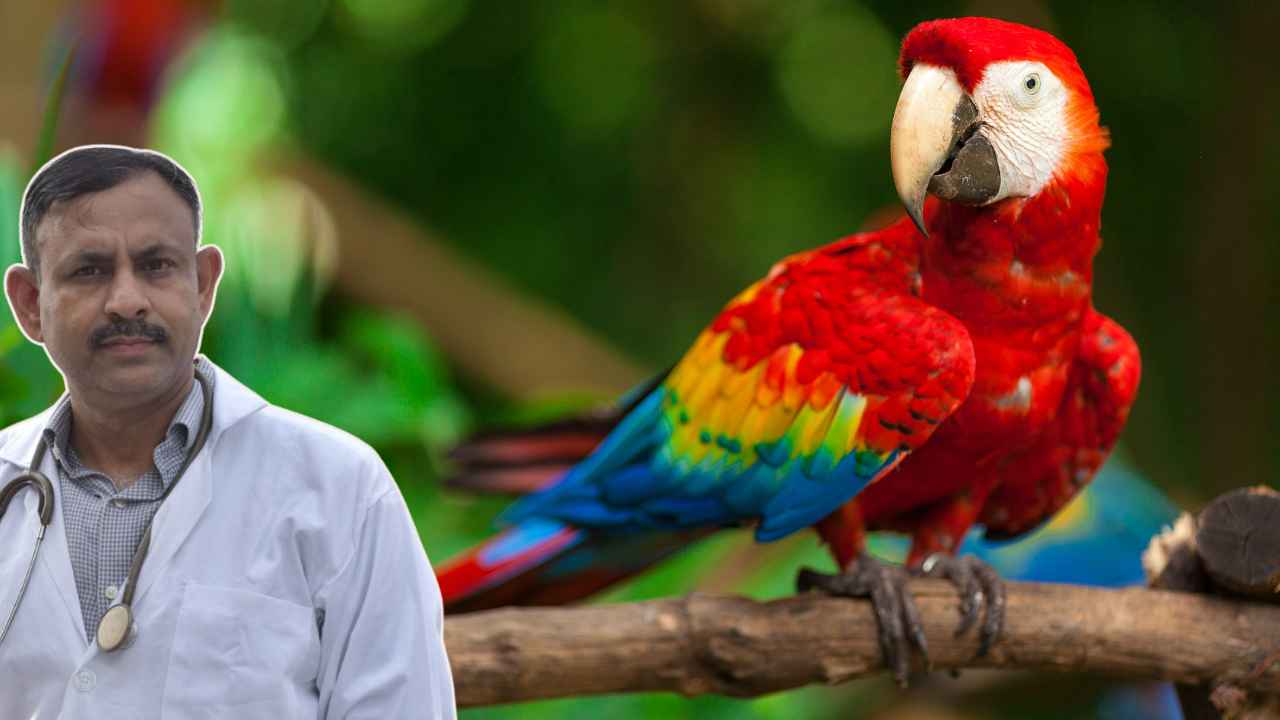 Macaw Parrot