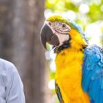 Macaw health care