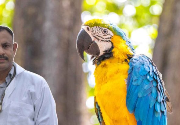 Macaw health care