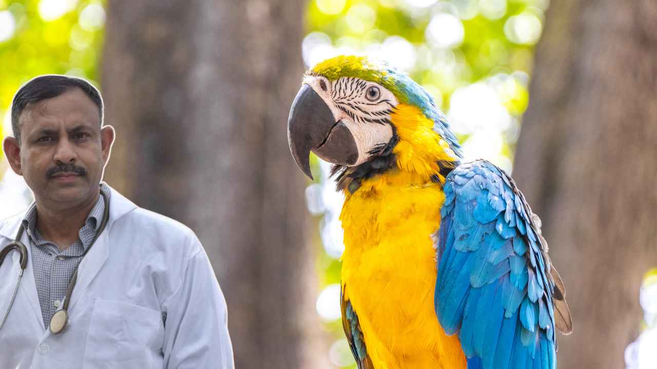 Macaw health care