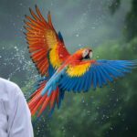 Macaw health care