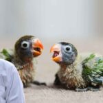 Parrot Baby Care