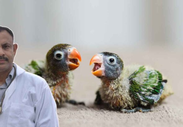 Parrot Baby Care