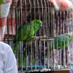 Parrot CARE