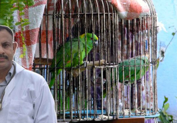 Parrot CARE