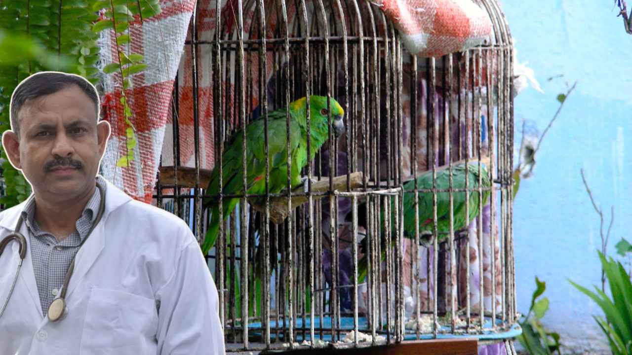 Parrot CARE