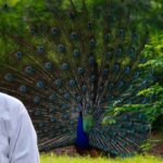 Peacock dance in rain
