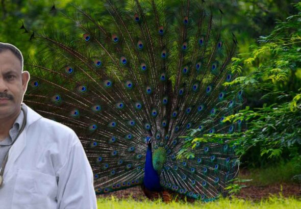 Peacock dance in rain