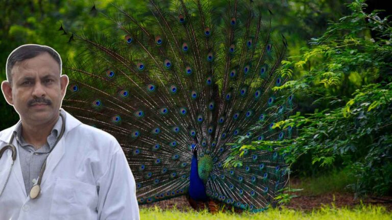 Peacock dance in rain