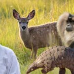 Rare Wild Animals