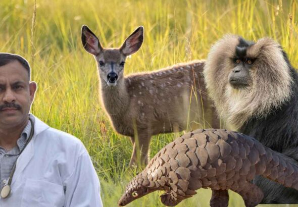 Rare Wild Animals